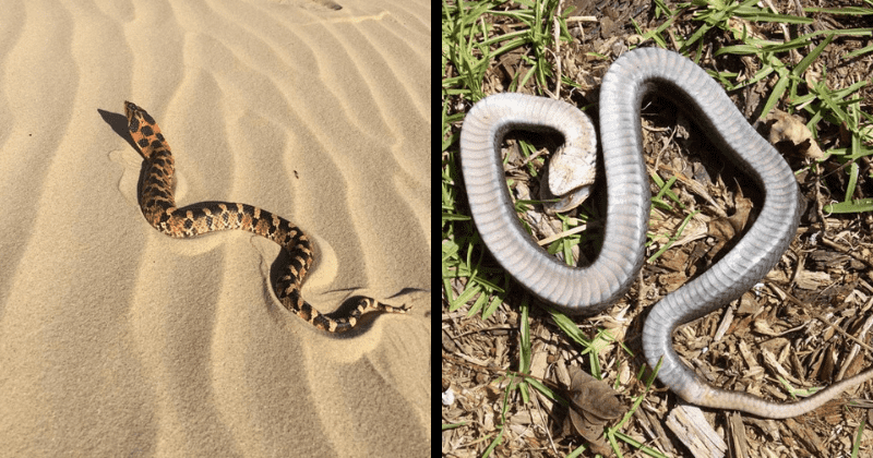 North Carolina parks officials warn walkers to watch out for 'Zombie snake' with a rather peculiar trait
