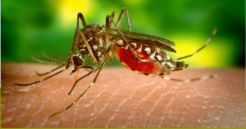Dengue kills 10,000 people every year and could affect over 6 billion people by 2080: Study