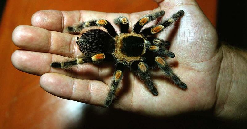 In Cambodia, fears tarantula may go off the menu