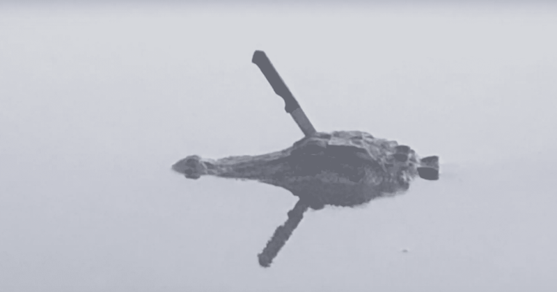 Alligator swimming in Texas lake with knife stuck in its skull sparks widespread outrage after harrowing photo goes viral