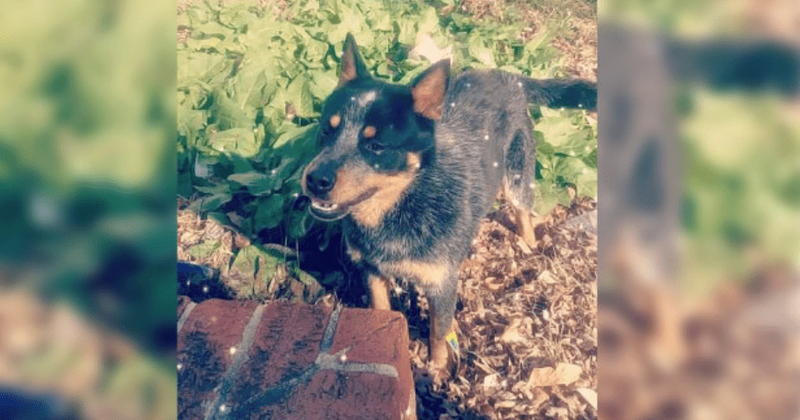 Healthy family dog accidentally euthanized after mix-up at North Carolina animal shelter where he was quarantined