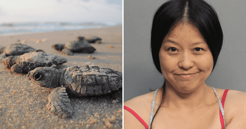 41-year-old woman arrested for 'jabbing' and 'stomping' on sea turtle nest in Miami with her feet
