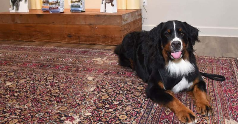 Dog which killed two of its owners and shows 'permanent aggression' may not be put down after public outrage