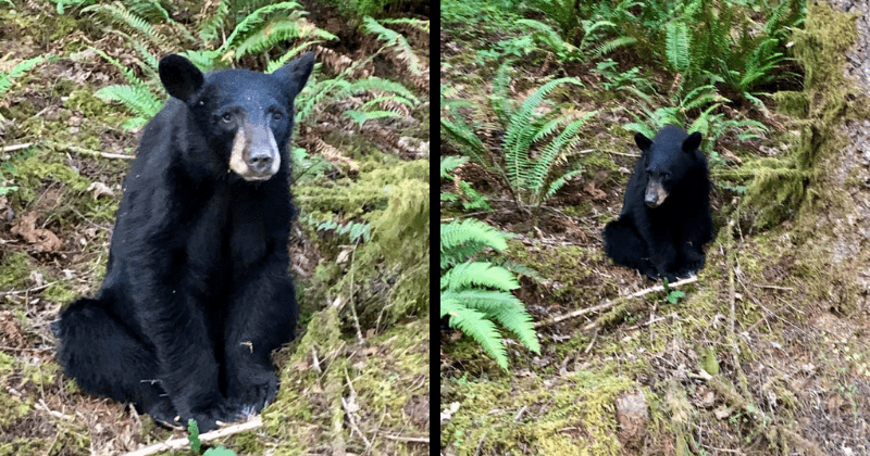 Cute black bear cub that posed for selfies was shot and killed because it was too friendly with tourists, say Oregon wildlife officials