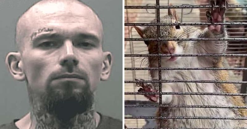 Alabama drug addict who fed 'attack squirrel' meth to make it aggressive evades capture, animal set free