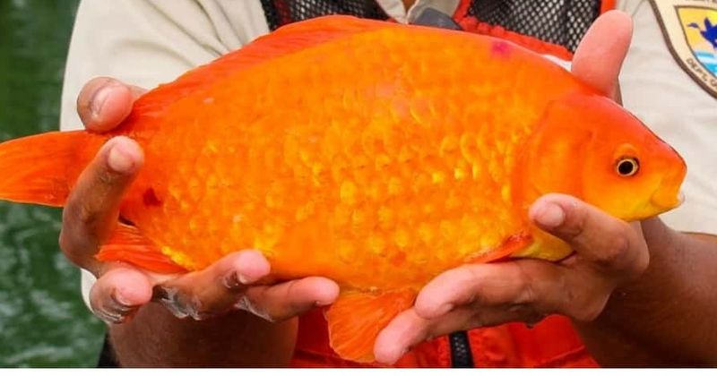 Buffalo Niagara Waterkeeper shares picture of 14-inch goldfish: 'This is why you should never flush your fish!'