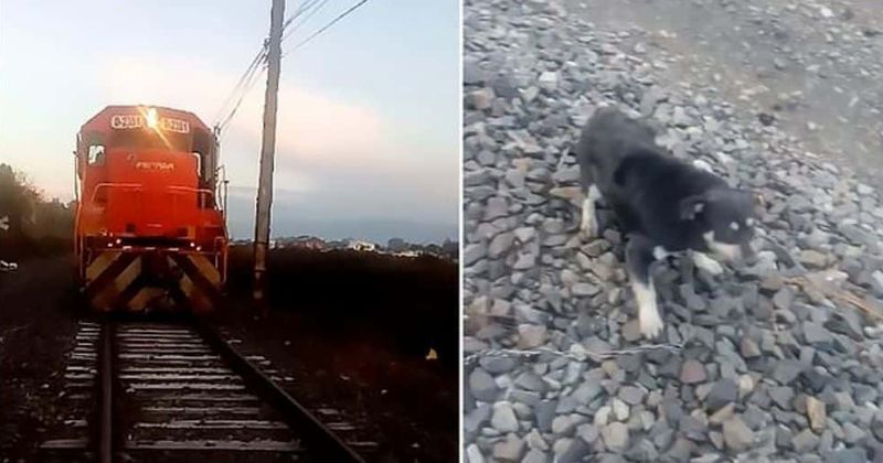 Driver brings train to a halt just in the nick of time to save dog chained to tracks