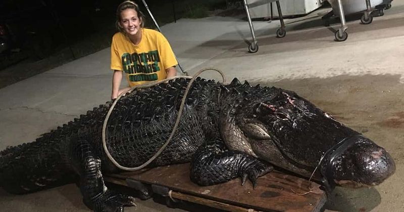 12-foot alligator crawls onto Florida highway, gets run over by semi-truck and has to be put down