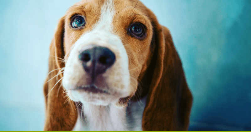Trained dogs can accurately sniff out cancer in lungs and help in early detection, shows research