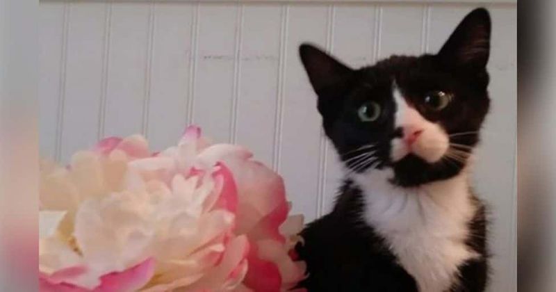 Minnesota woman horrified to find pet cat blinded, barely alive inside washing machine after hour-long wash cycle