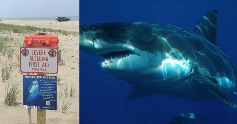 SHARK SEASON IS OFFICIAL: 4th of July warning as 3 great white sharks spotted in one day off Cape Cod