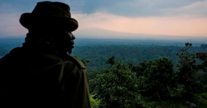 New roads quadrupled deforestation rates in Congo Basin since 2002, triggering 'catastrophic collapses' in animal populations