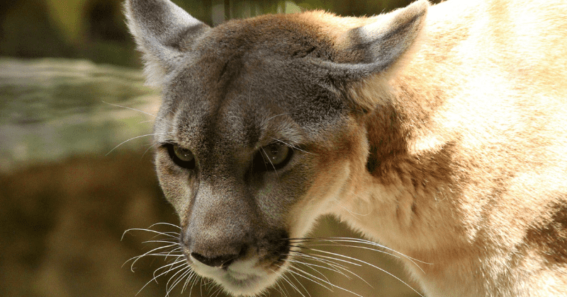 Oregon deputy kills cougar threatening family after woman is forced to leave sleeping infant inside car