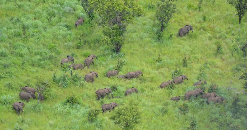 JUMBO FEAT: How one African reserve did the unimaginable and lost zero elephants to illegal poaching last year