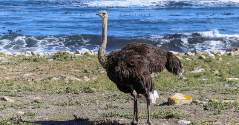 Giant 12-feet bird found in Crimean cave is thrice the size of an ostrich and weighs half a ton: Study