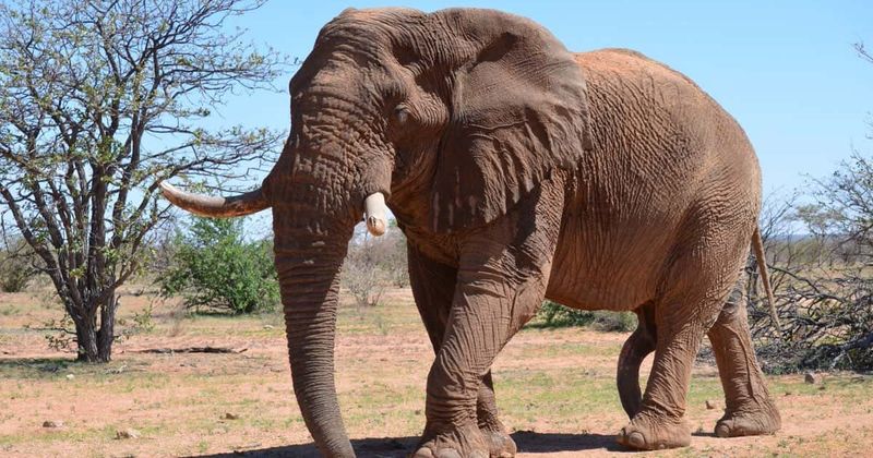 Namibia gets its 'most famous elephant' killed by trophy hunter to 'generate funds' for communities who felt threatened by it