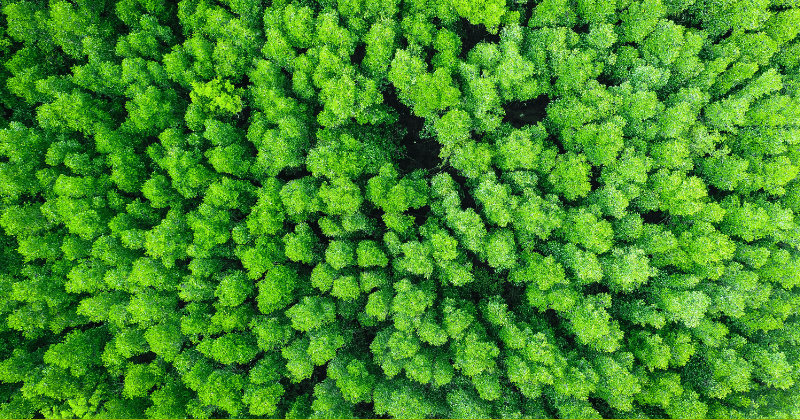 New study says restoring trees can cut carbon levels by 25% and is the 'most effective climate change solution'