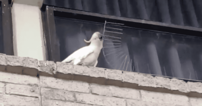 Cockatoo filmed destroying anti-bird spikes at shopping centre and throwing them to the ground: 'I'm with this bird'