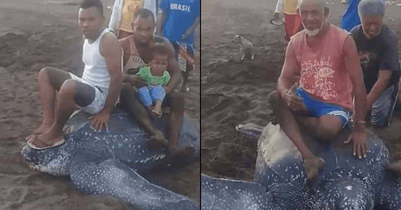 Video shows cruel locals sitting on endangered turtle, standing on its flippers as it desperately tries to crawl back into sea