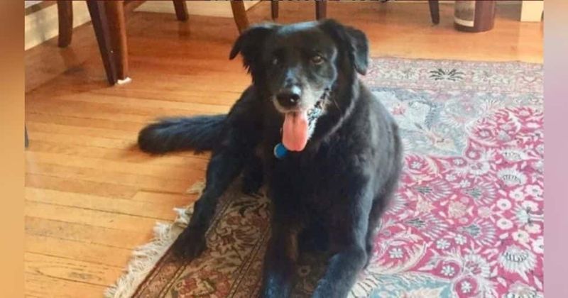 Dog left paralyzed and had to be put down after vet facility pushed unnecessary MRIs on arthritic pooch, lawsuit claims