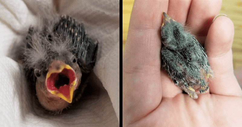 Drunk good samaritan saves baby bird's life by calling an Uber to transport it to animal hospital