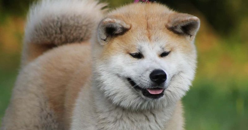 Dog bites 2-year-old girl nearly blinding her after she tried petting the animal at agriculture show