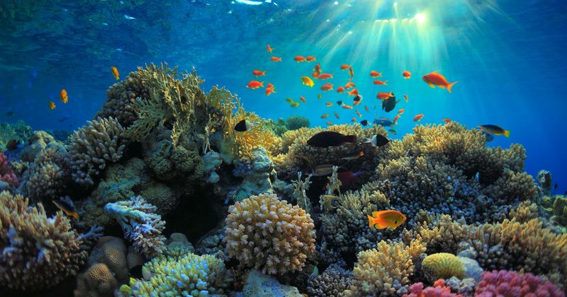 Nutrient pollution was killing coral reefs long before climate change, claims study