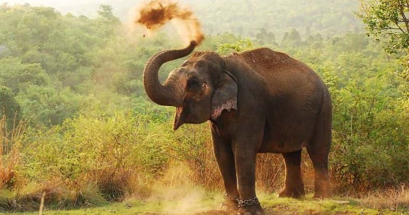 Decoding the tortured life of Asian elephants: Director Ashley Bell shares her experience filming her documentary