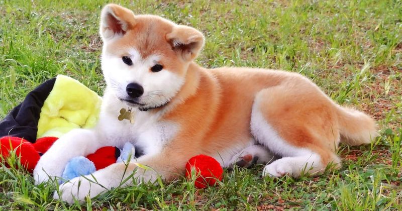 How Japan's Akita dogs have captured hearts and homes across the globe