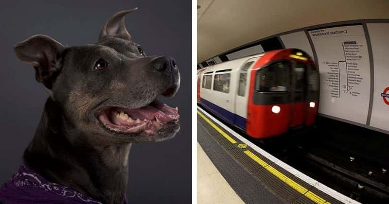 Pit bull attacks woman who asked its owner to take it off a seat on the subway