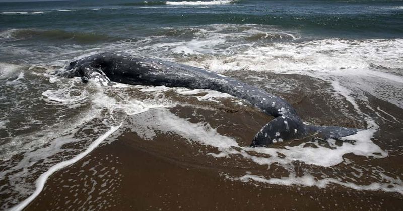 Drone footage captures four sharks and a crocodile 'binging' on dead whale carcass