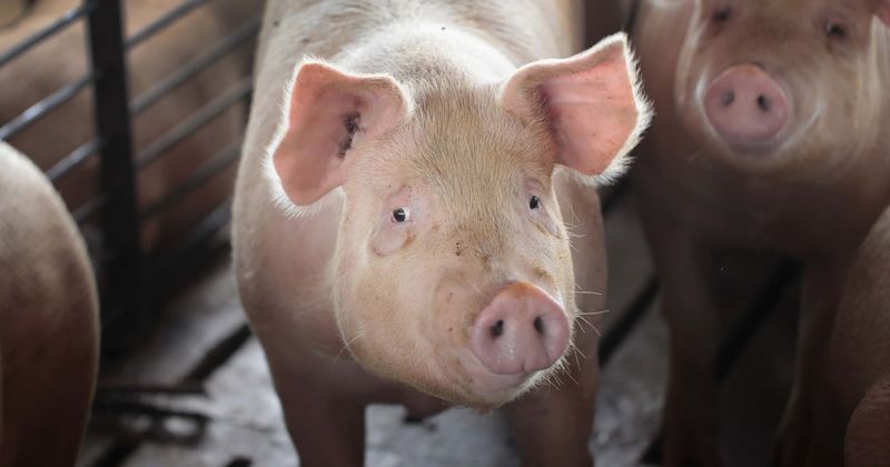In quest for immortality scientists keep pig's brain alive outside its body in breakthrough experiment