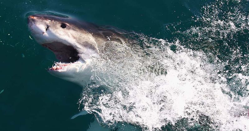 Meet Hilton, the world's most famous Great White shark...and he's just been spotted off the Florida coast