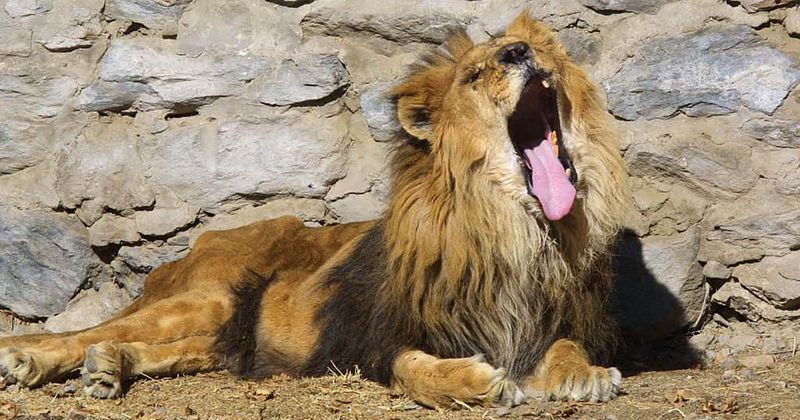 Horrific moment an elderly man is attacked by a lion in its enclosure in a South Africa zoo