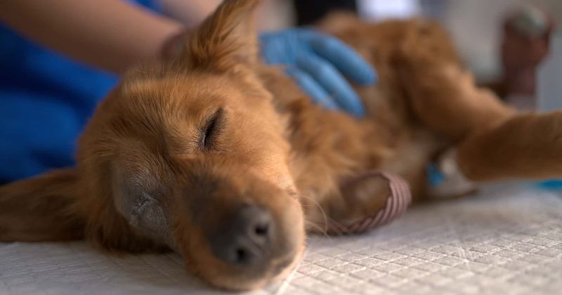 Veterinarian charged with smuggling heroin packets stitched inside the bellies of puppies