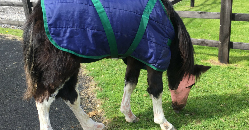 Groundbreaking surgery conducted on pony whose face was disfigured due to acid attack