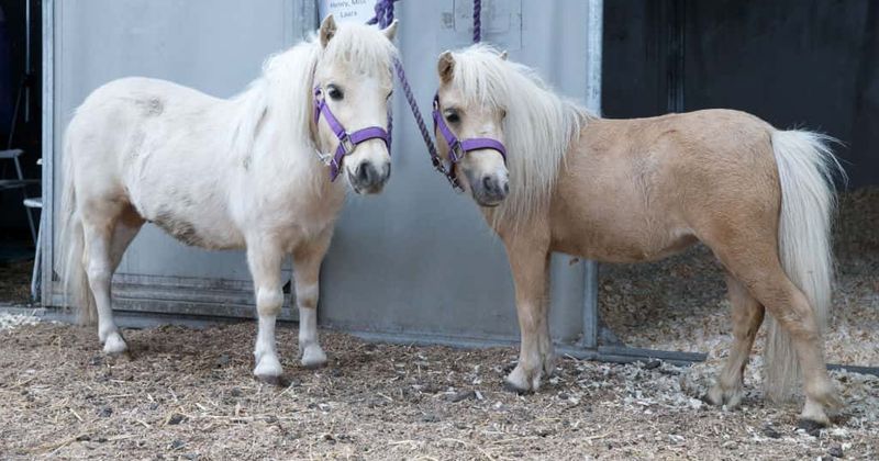 Groundbreaking surgery conducted on pony whose face was disfigured due to acid attack