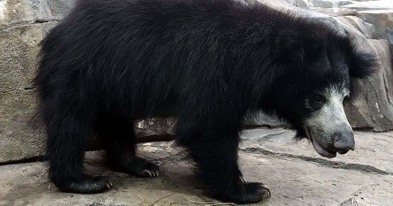 Shocking footage released of man mauled and killed by sloth bear after trying to take selfie with it