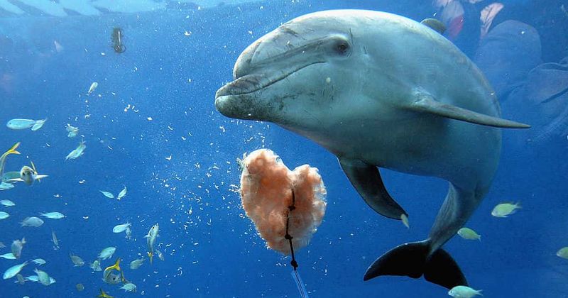Beachgoer coolly slings a dying dolphin over his shoulder and drives off with it in his car