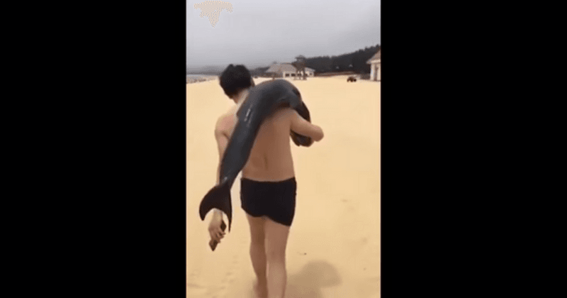 Watch: Beachgoer coolly slings a dying dolphin over his shoulder and drives off with it in his car