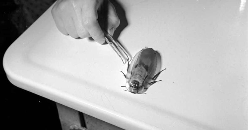 Woman got cockroach stuck in her ear in her sleep... and it took 9 days to get it out