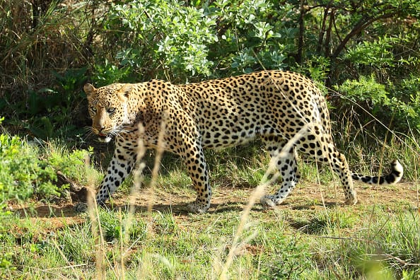 A Leopard in the Pilanesberg National Park. (Photo by Richard Heathcote/Getty Images)