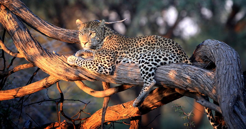 Leopard drags off and eats three-year-old boy at Uganda's national park