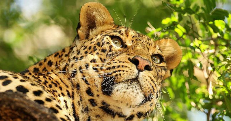 Leopard drags off and eats three-year-old boy at Uganda's national park
