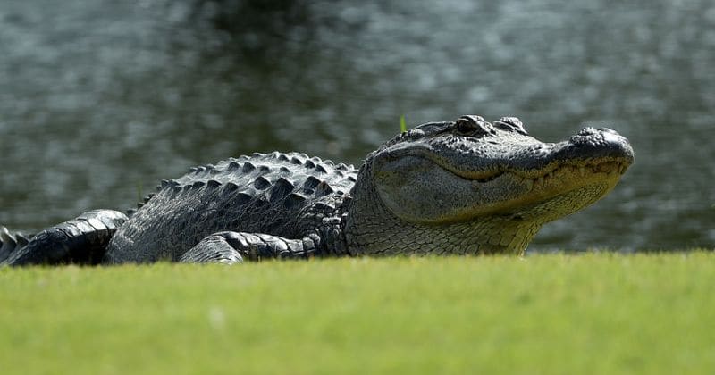 Florida mom and her two kids die after their car hits a 9-foot alligator on Southern Carolina highway