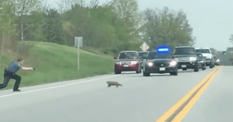 Cop shoots and kills a groundhog that was trying to cross a busy road