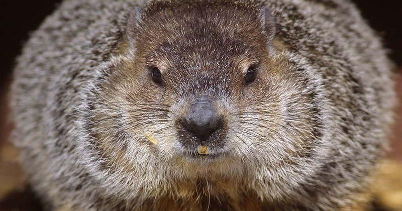 Cop shoots and kills a groundhog that was trying to cross a busy road