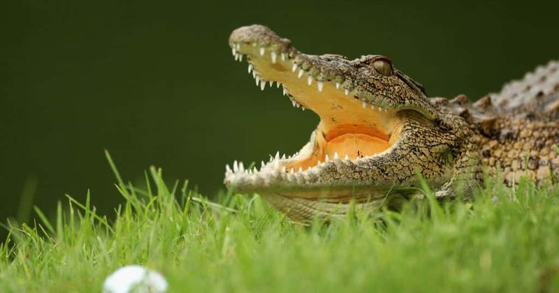 Bride ties the knot just days after losing her arm to a crocodile