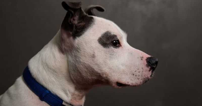 14-year-old schoolboy hangs himself after being unable to cope with his dog's death