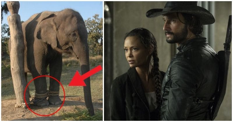 Outrage after footage shows elephants being beaten on sets of 'Westworld'